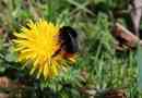 Melyik sebességű repül bumblebee?